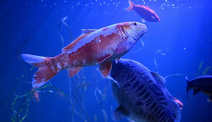 الحياة البحرية شيفينينغن لاهاي SeaLife Scheveningen 