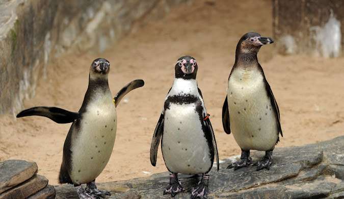 الحياة البحرية شيفينينغن لاهاي SeaLife Scheveningen 